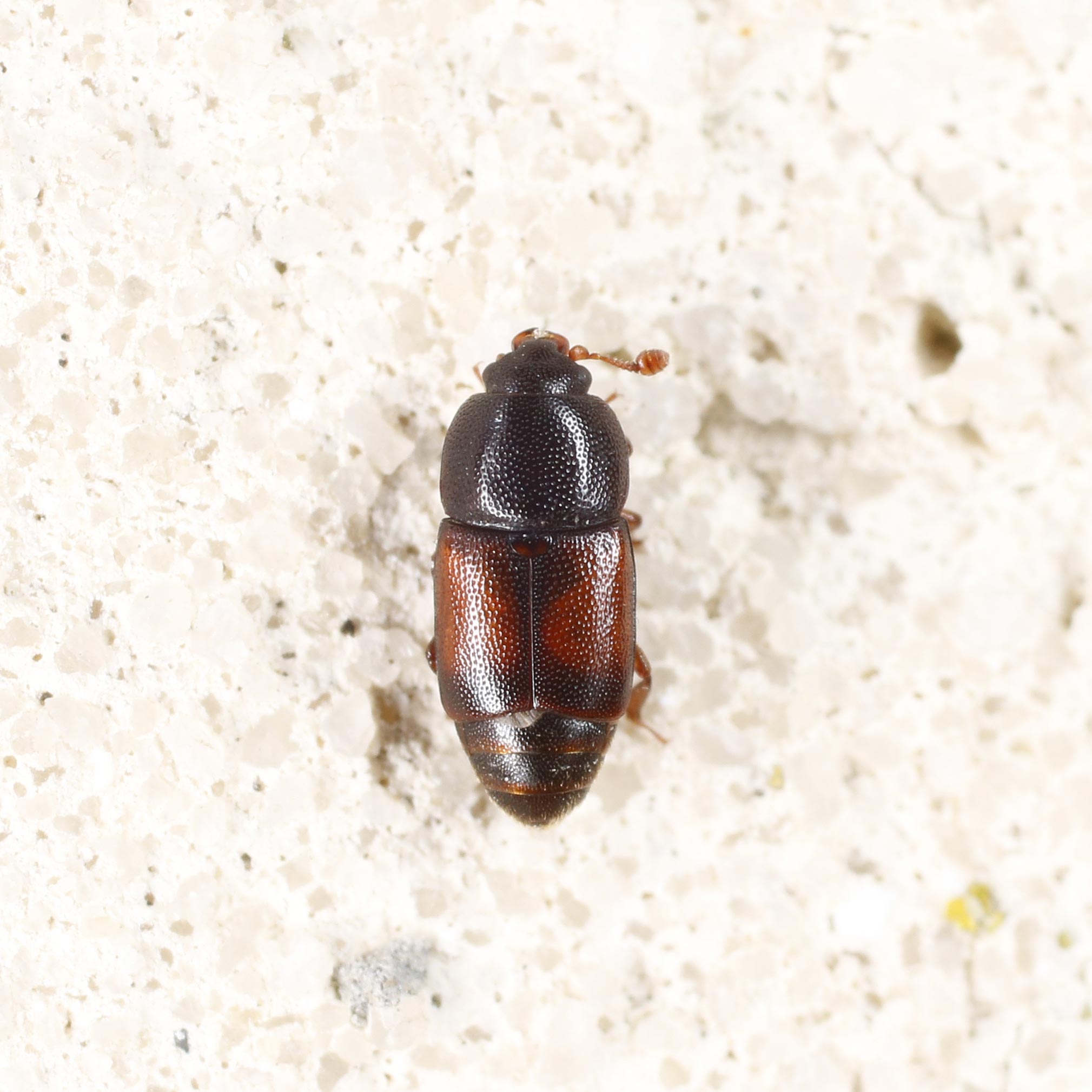 Nitidulidae: Urophorus rubripennis